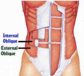 internal-external-obliques