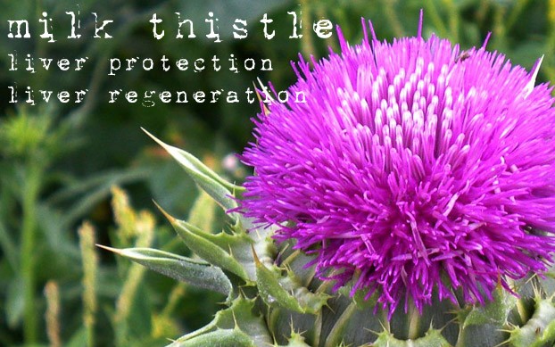 milk_thistle