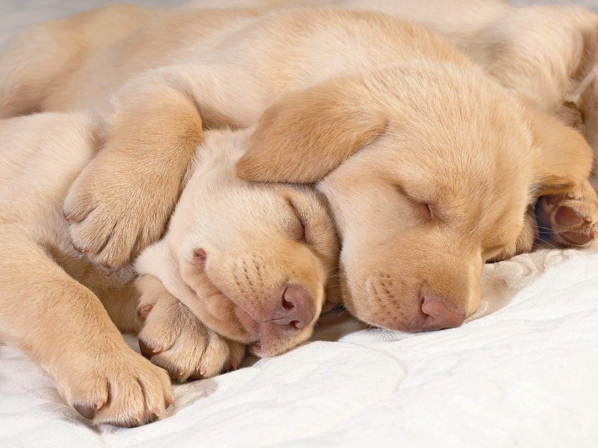 sleepingpuppyspooning