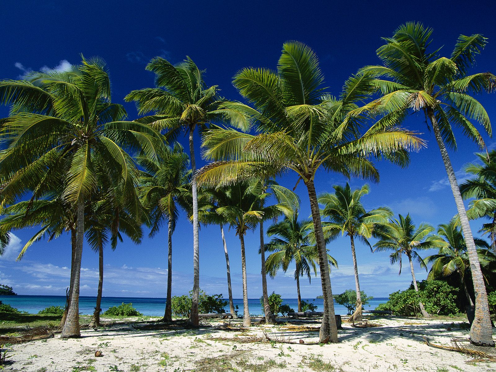 155894-coconut-palm-tree-island