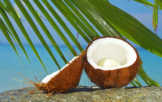 coconut-palm-tree