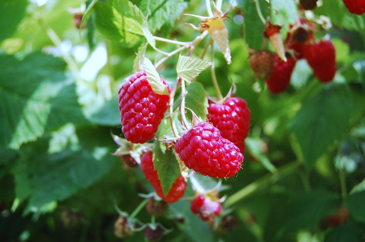 raspberries1