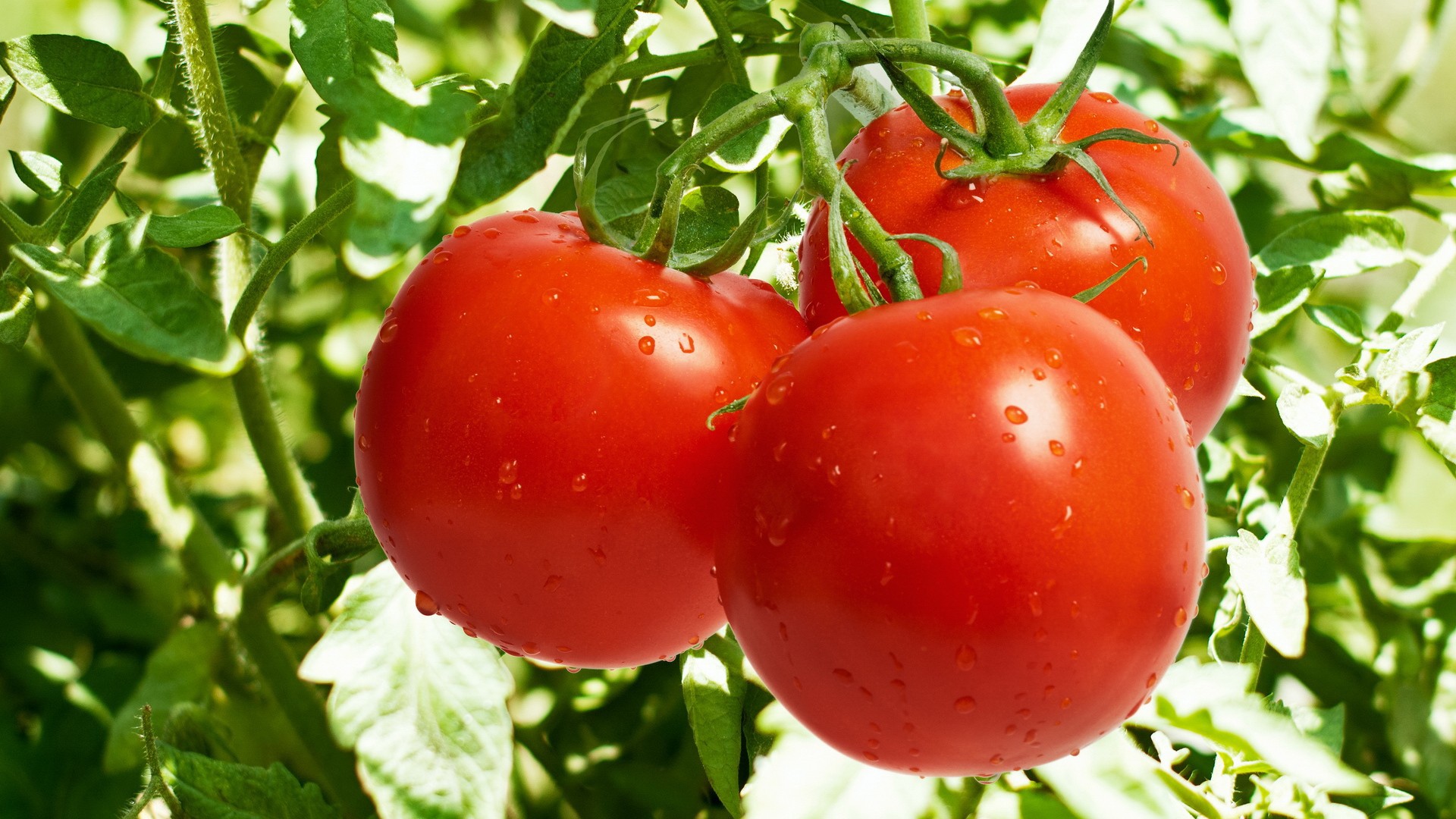 Nature___Plants____Juicy_tomatoes_064798_