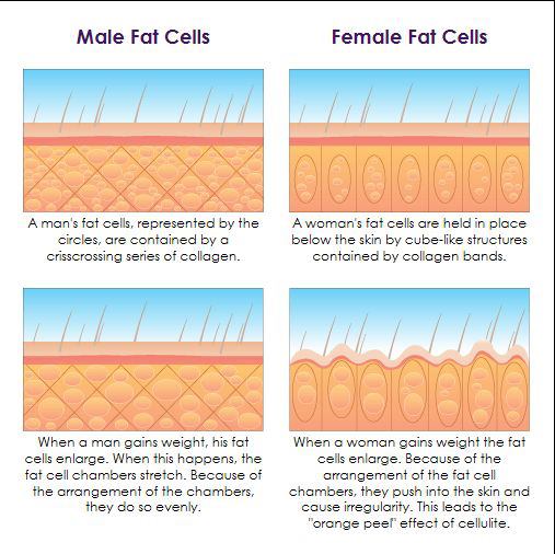 Book-Cellulite-Fat-Cells-Diagram