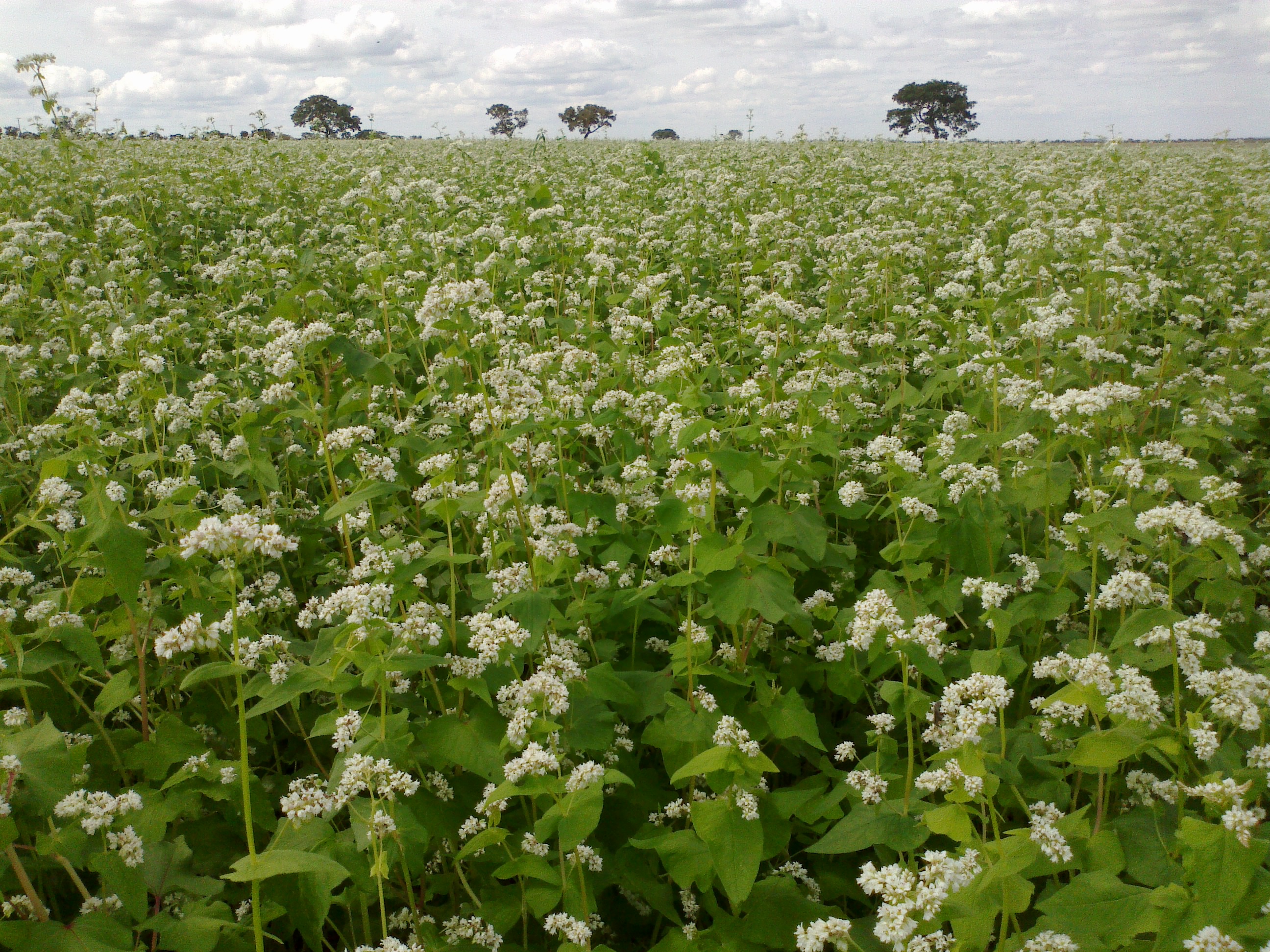 Field_of_buckwheat