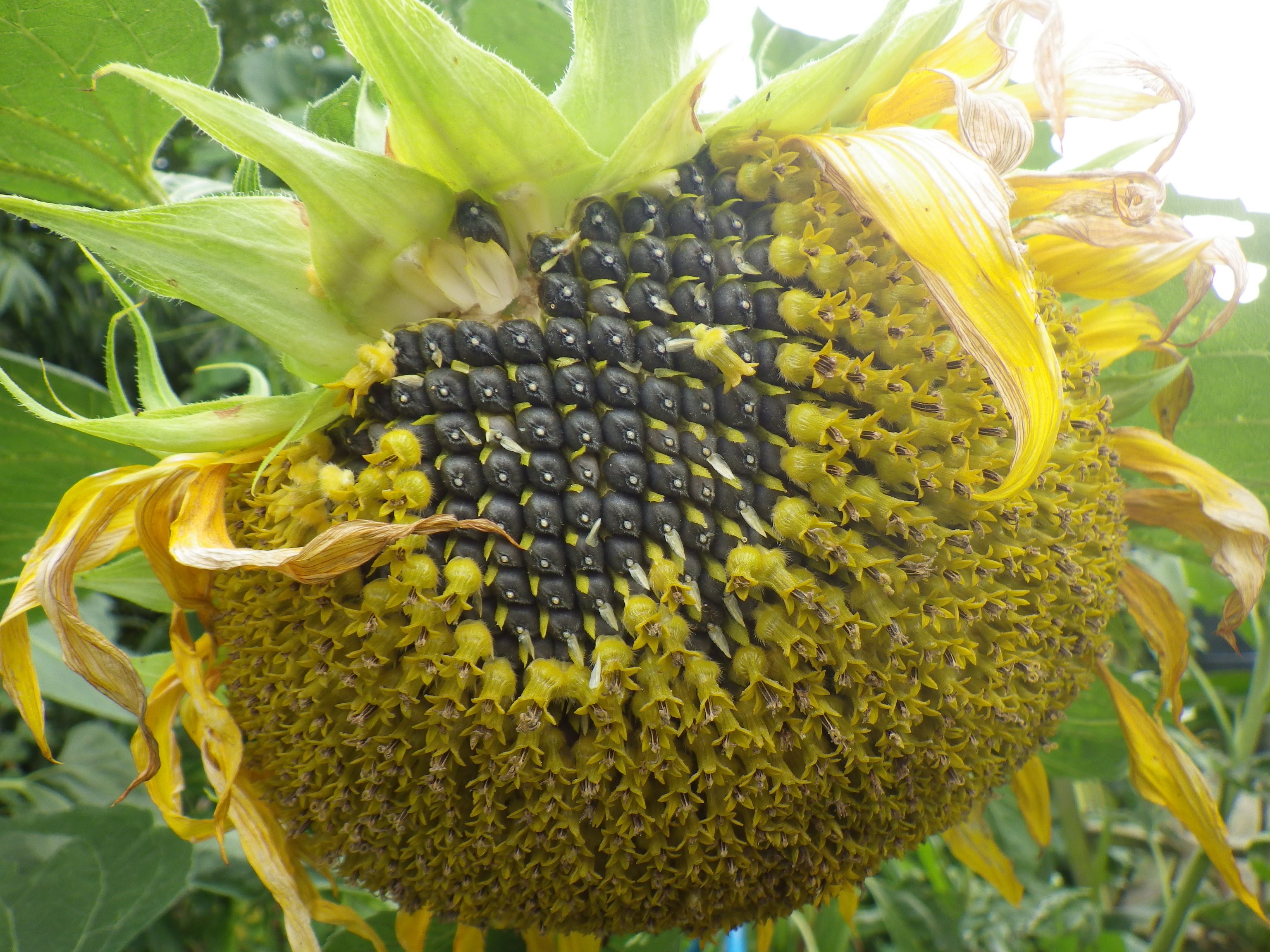 Sunflower Seeds For Youthful Skin - Rosanna Davison Nutrition
