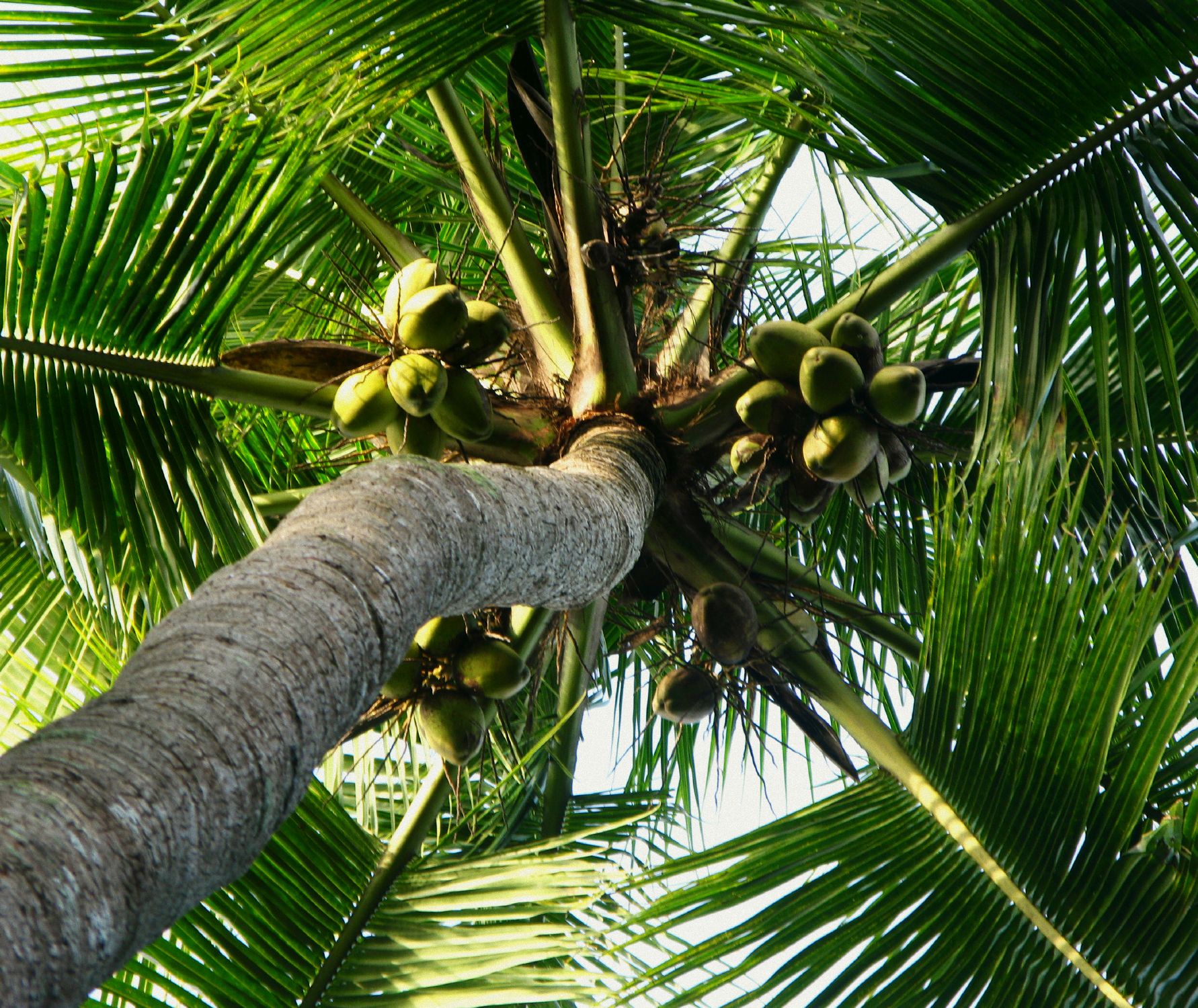 palm-tree-with-coconuts