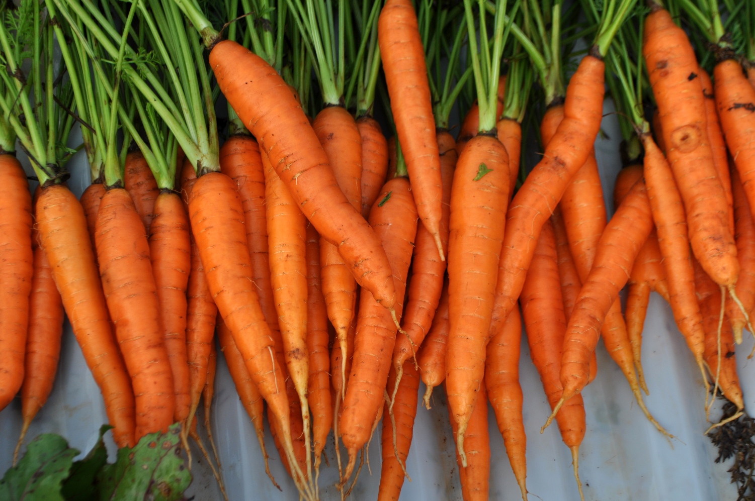 carrots-foods-you-dont-need-to-buy-organic-by-Green-Blender