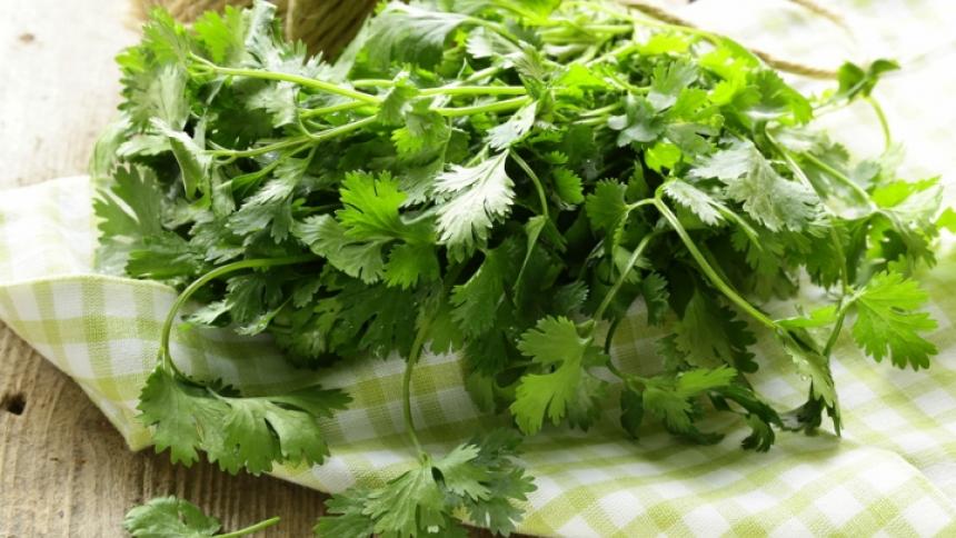 coriander