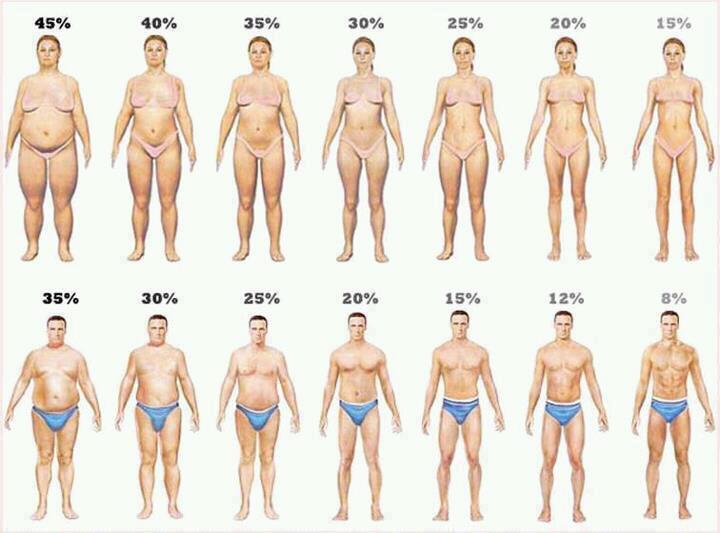 Body fat percentage