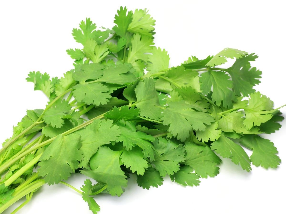 Coriander11