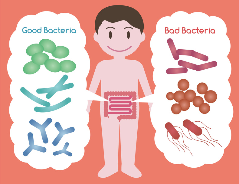 Good Bacteria and Bad Bacteria, enteric bacteria, Intestinal flora, Gut flora, probiotics, image illustration