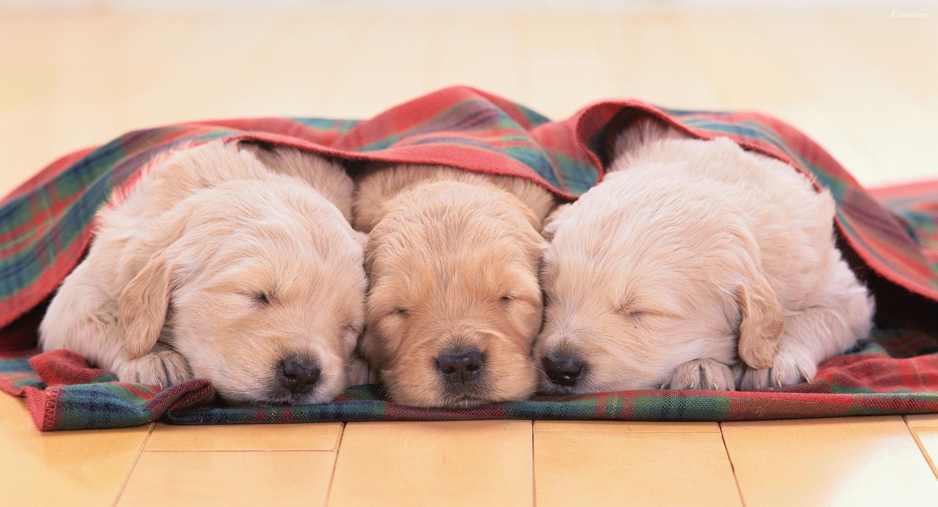 cute-three-little-white-puppies-sleeping-together1