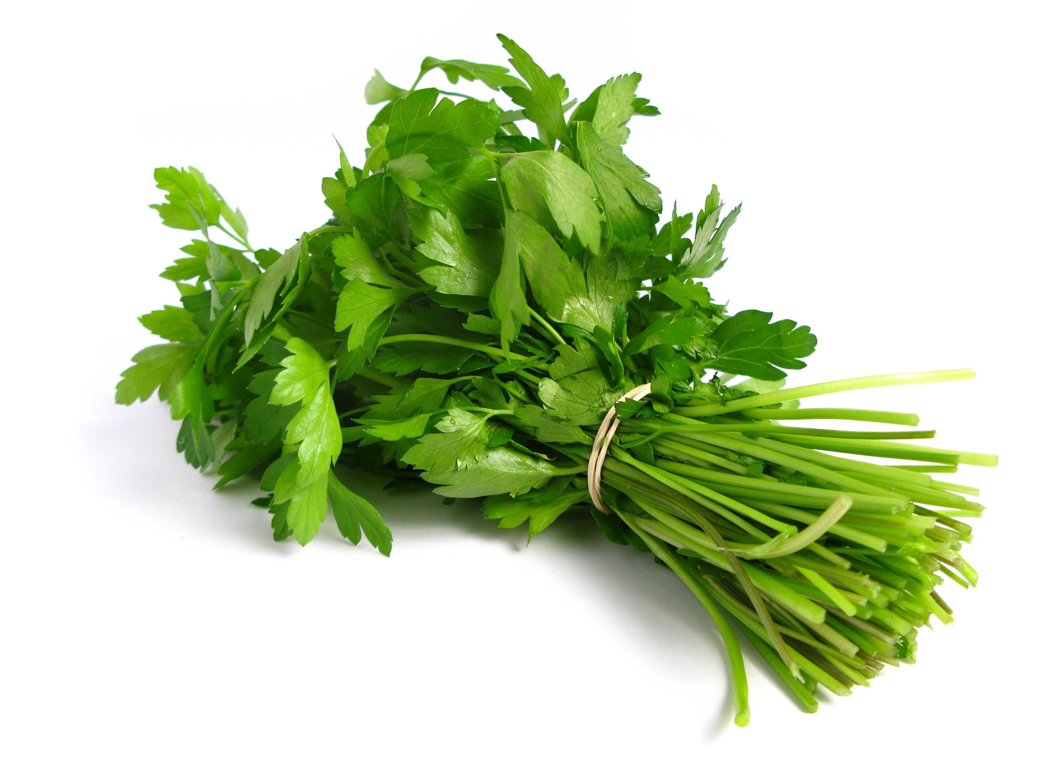 Coriander-Bunch