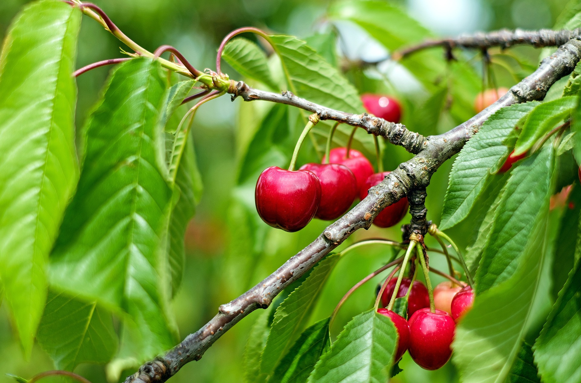 cherries-planting-growing-harvesting