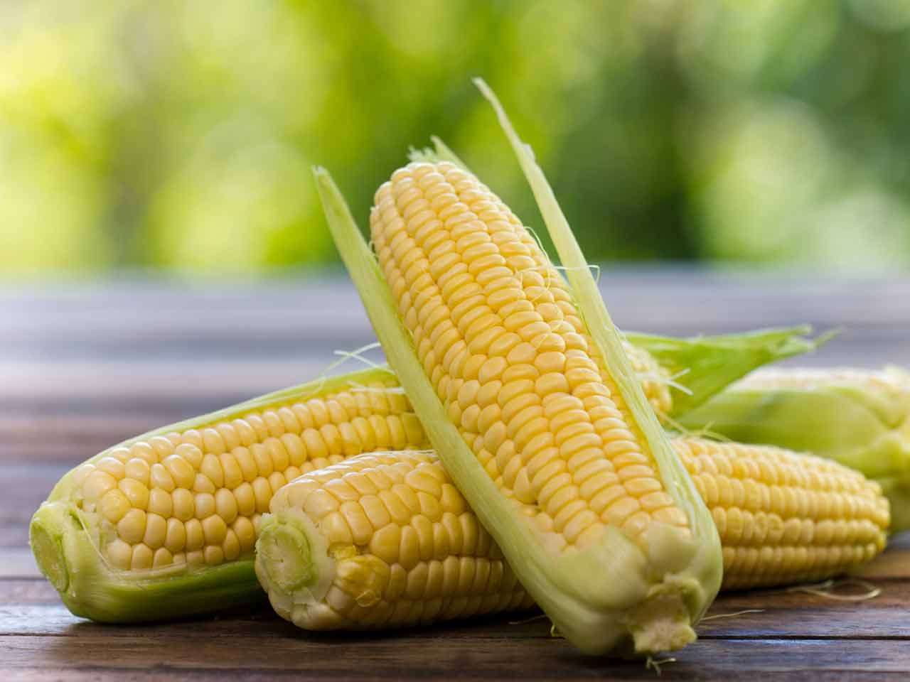 how-to-grow-sweetcorn-203392618-1280