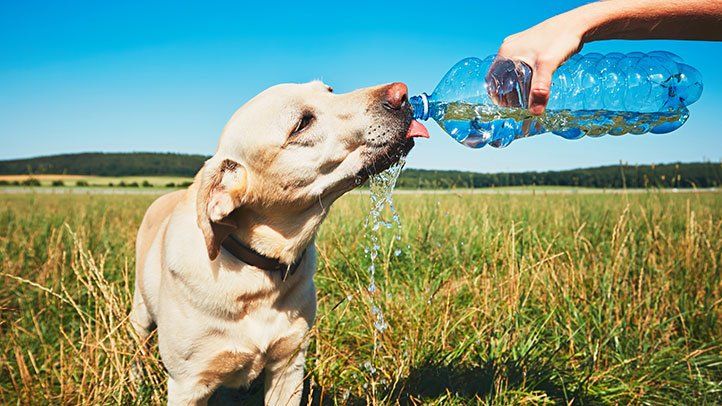 Five ways you and your dog can stay healthy together